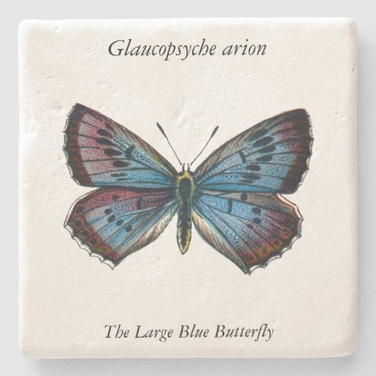 Glaucopsyche arion – 大きな青い蝶 ストーンコースター (正面)