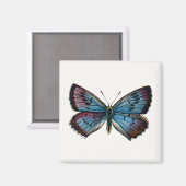 Glaucopsyche arion – 大きな青い蝶 マグネット (正面/裏面)