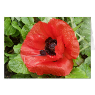 Glenveighの国立公園、N.I.