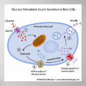 Glucose induces insulin secretion in beta cells ポスター (正面)