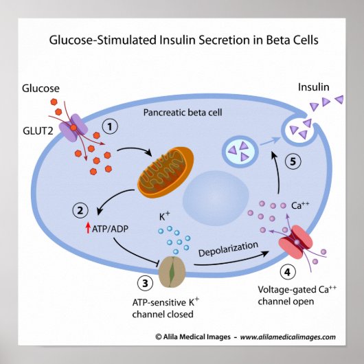 Glucose induces insulin secretion in beta cells ポスター (正面)