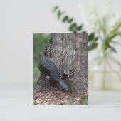 GOANNA EUNGELLA国民PARLクイーンズランドオーストラリア ポストカード (スタンド正面)