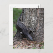 GOANNA EUNGELLA国民PARLクイーンズランドオーストラリア ポストカード (正面/裏面)