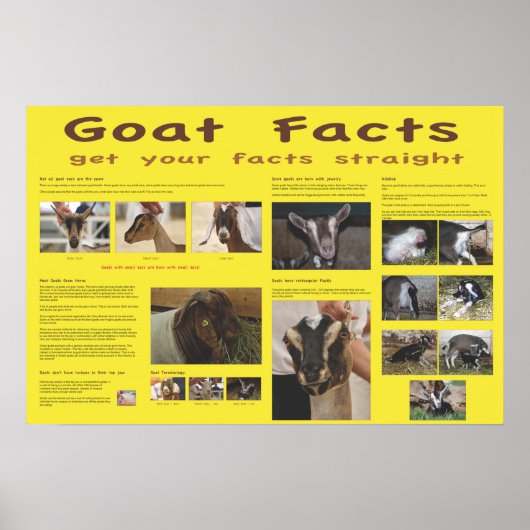 Goat Facts Poster 2 ポスター (正面)