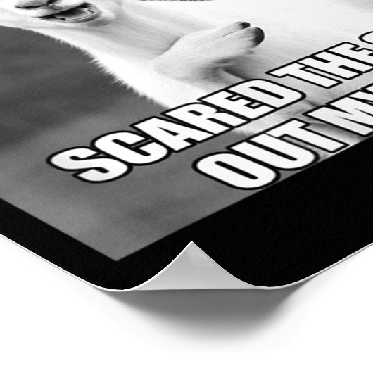 Goat I Almost Gave A For Funny Farm Animal Meme  ポスター (角)