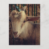 Goat Kid at the County Fair ポストカード (正面)