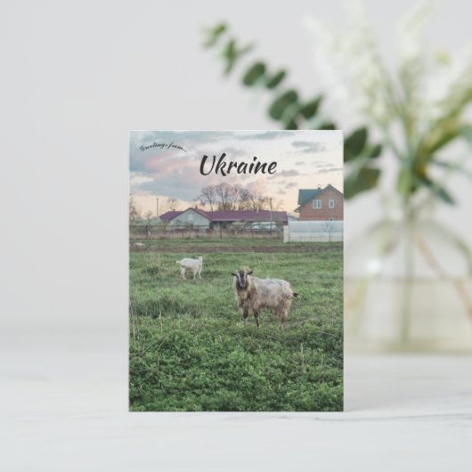 Goats in  Kropyvnyk Ukraine ポストカード (スタンド正面)