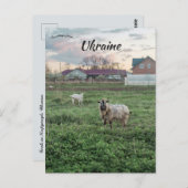 Goats in Kropyvnyk Ukraine ポストカード (正面/裏面)