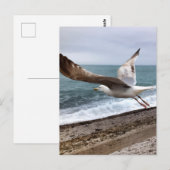 Goëland Etretat France ポストカード (正面/裏面)