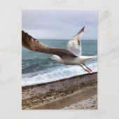 Goëland Etretat France ポストカード (正面)
