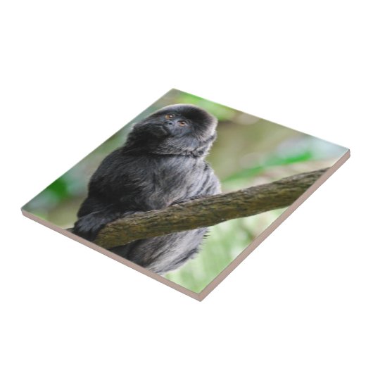 Goeldi愛らしい猿 タイル (側面)