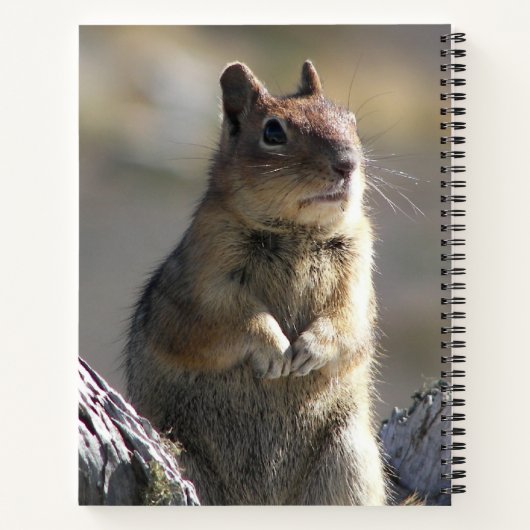 Goging Ground Squirrelの自然写真 ノートブック (裏面)