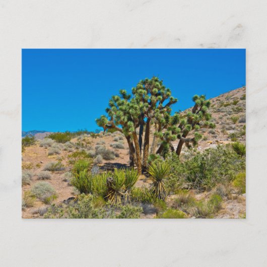 Gold Butte National Monument ポストカード (正面)