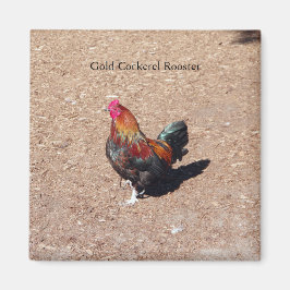 Gold Cockerel Rooster magnet マグネット