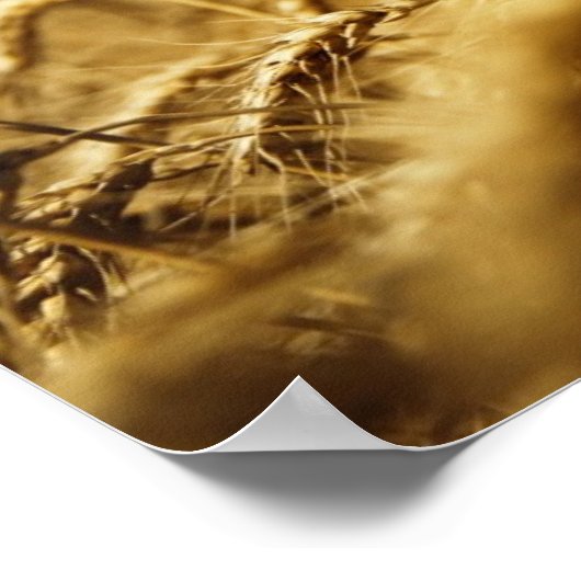 Gold wheat and blue sky with sun ポスター (角)