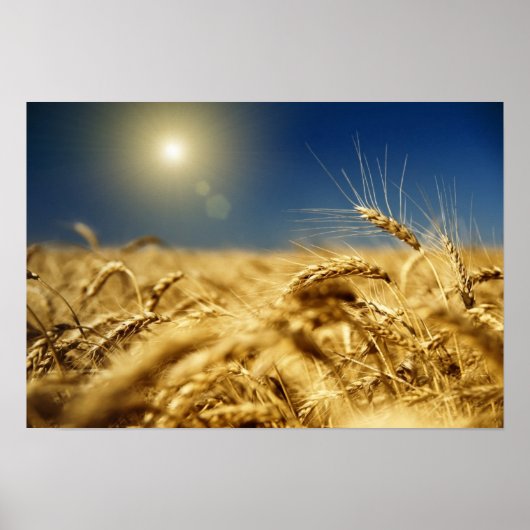 Gold wheat and blue sky with sun ポスター (正面)