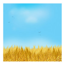 Gold Wheat Field Blue sky Oil Painting Summer