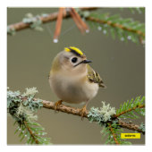 Goldcrest Macro Wildlife Poster ポスター (正面)