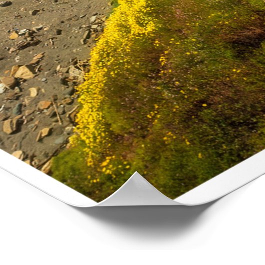 Golden Coastline in Bloom ポスター (角)