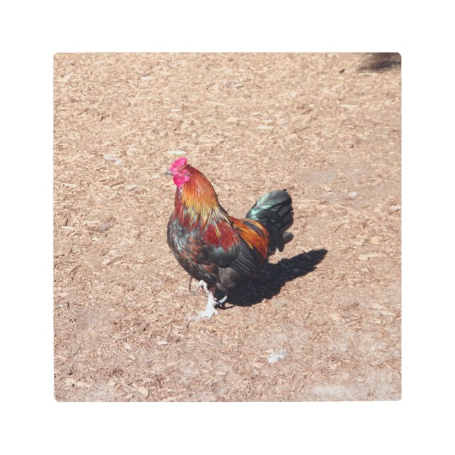 Golden Cockerel Rooster metal wall art メタルプリント (正面)