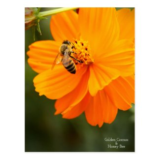 Golden Cosmos & Honey Bee［Postcard］ ポストカード
