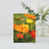 Golden Cosmos［Postcard］ ポストカード (スタンド正面)