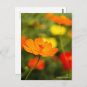 Golden Cosmos［Postcard］ ポストカード (正面/裏面)