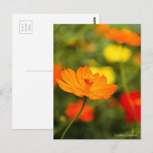 Golden Cosmos［Postcard］ ポストカード (正面/裏面)