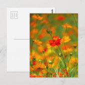 Golden Cosmos [Postcard] ポストカード (正面/裏面)