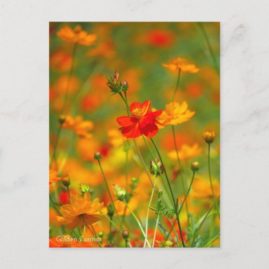 Golden Cosmos [Postcard] ポストカード (正面)