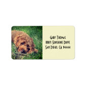 Golden Doodle Address Labels ラベル (正面)