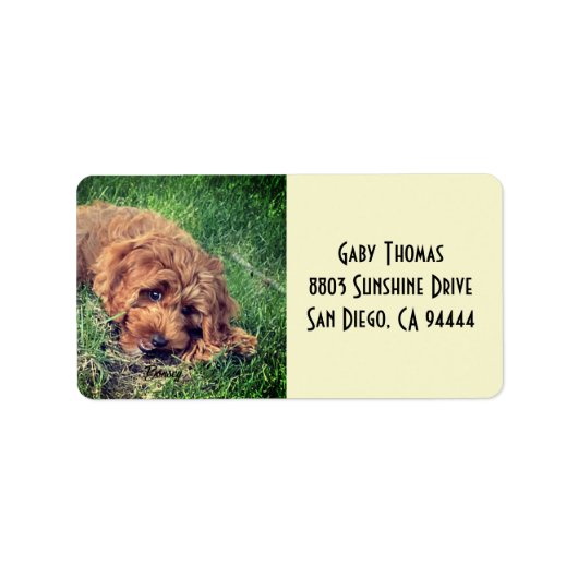 Golden Doodle Address Labels ラベル (正面)