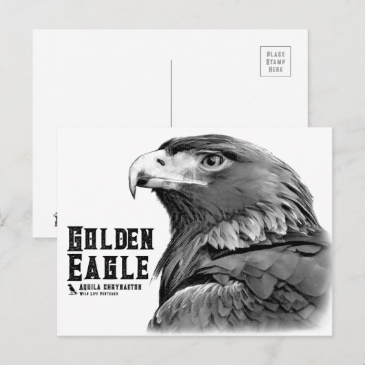 Golden Eagle ポストカード (正面/裏面)