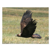 Golden Eagle in Flight 11x14 horizontal フォトプリント (正面)