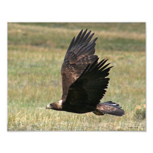 Golden Eagle in Flight 11x14 horizontal フォトプリント (正面)