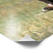 Golden Eagle in Flight 11x14 horizontal フォトプリント (角)