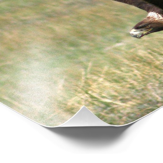 Golden Eagle in Flight 11x14 horizontal フォトプリント (角)