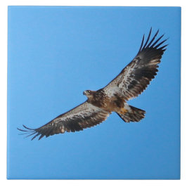 Golden Eagle Large 6" x 6" タイル