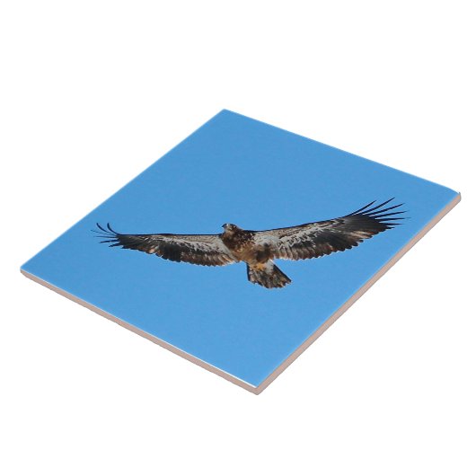 Golden Eagle Large 6" x 6" タイル (側面)