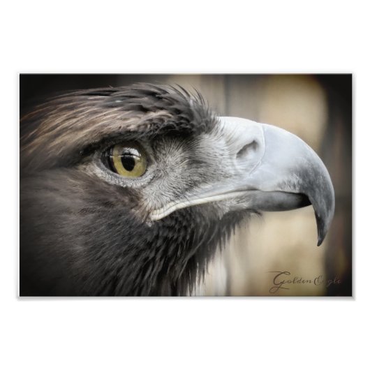 Golden Eagle：Photo Print フォトプリント (正面)