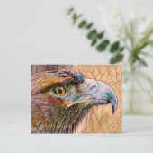 Golden Eagle [Postcard] ポストカード (スタンド正面)