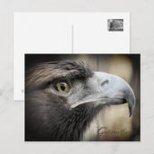 Golden Eagle:Postcard ポストカード (正面/裏面)