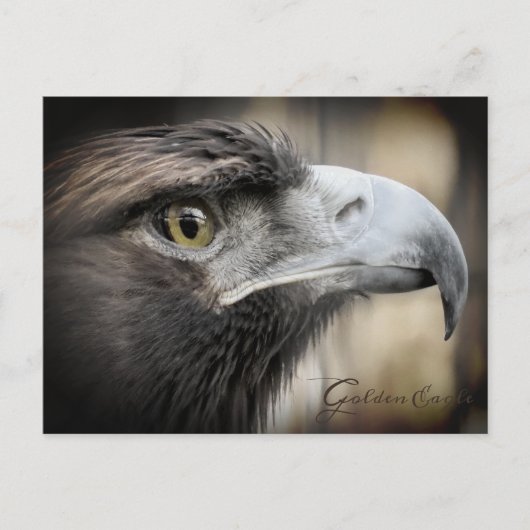 Golden Eagle:Postcard ポストカード (正面)