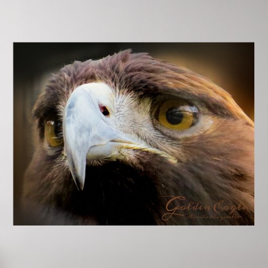 Golden Eagle:Poster ポスター (正面)