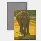 Golden Elephant Wisdom – Majestic Wildlife マグネット (正面/裏面)