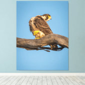 Golden Falcon at Rest キャンバスプリント (インサイチュ (ウッドフロア))
