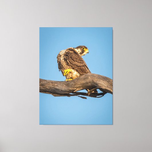 Golden Falcon at Rest キャンバスプリント (正面)