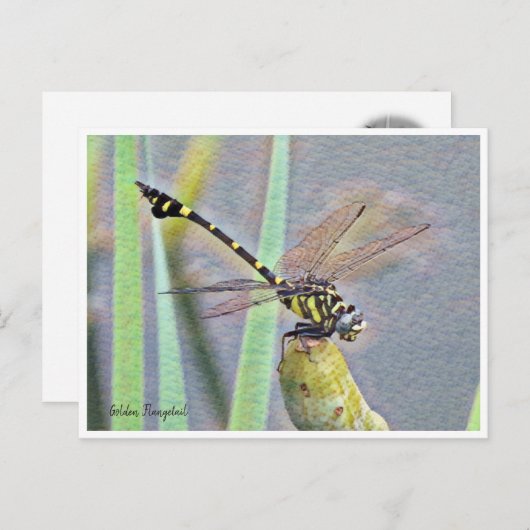 Golden Flangetail ポストカード (正面/裏面)