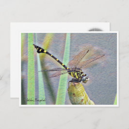 Golden Flangetail ポストカード