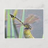 Golden Flangetail ポストカード (正面)